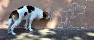Пес нюхает стену
