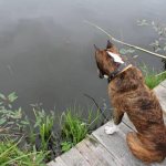 Пес смотрит на воду