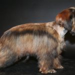 Петербургская миниатюрная собака