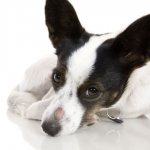 Pyoderma in dogs: treatment, symptoms, photos