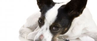 Пиодермия у собак: лечение симптомы фото