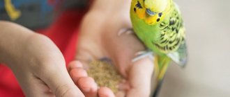 Питание волнистых попугаев