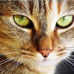 почему опух глаз у кошки