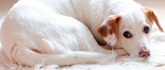 Почему от собаки пахнет псиной?