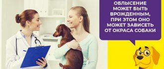 Почему питомец теряет шерсть: распространенные причины и лечение алопеции у собак