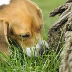 Почему собака ест кал