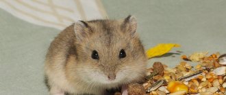 A detailed description of the Campbell hamster and how to distinguish it from the Djungarian