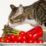 Полезное питание полезно и кошкам.