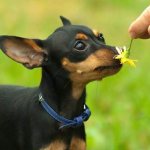 Пражский-крысарик-собака-Описание-особенности-виды-уход-и-цена-породы-1