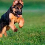 &#39;When teaching a puppy the command &quot;fetch&quot;