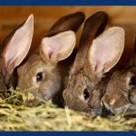 Причины болезней кроликов