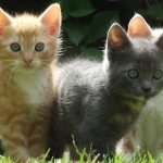 Причины черного носа у кошек: гнойные выделения из глаз, примеры как можно помочь