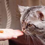 Причины по которым коты перестают есть сухой корм