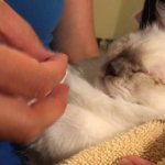 Ragdoll kitten - how to anoint a kitten&#39;s eyes with eye ointment - treat a ragdoll&#39;s eye cold