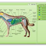 Location of organs in a dog