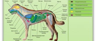 Расположение органов у собаки