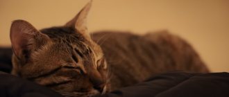 Различие авитаминоза и гиповитаминоза у кошек