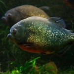 Piranha fish: description and photo