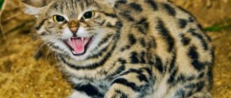 Самые опасные кошки в мире: характеристики