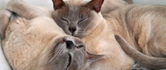 The most tame, kind and affectionate cat breeds