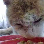 Саркоптоз у кошек и котов: симптомы и лечение