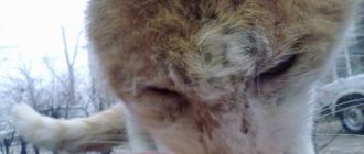 Sarcoptic mange in cats: symptoms and treatment