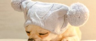 шапка для собаки спицами