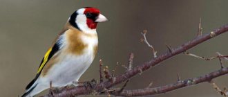 Goldfinch at home basic maintenance rules