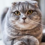 шотландская вислоухая кошка: описание породы