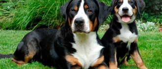 Swiss handsome: Appenzeller Mountain Dog