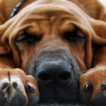 How much do dogs sleep per day?