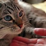 Смерть кота после кастрации основные причины