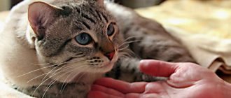 Смерть кота после кастрации основные причины