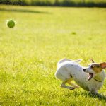 Собака бегает за мячом