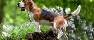 Собака бигль – описание, как выглядит, характер, окрасы, плюсы и минусы породы
