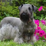 dog breed terrier