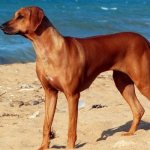 Собака породы Родезийский риджбек