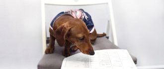 Dog with documents