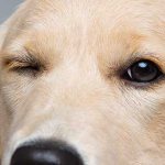 Собака щурит глаз из-за инородного предмета