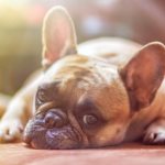 Dogs with a flat face. Brachycephalic dogs: list of breeds, maintenance features, health problems 