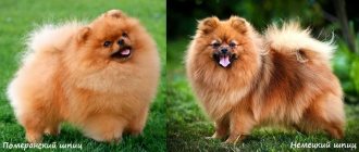 Comparison of two types of Spitz