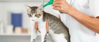 Средства для кошек от клещей и глистов: список самых лучших
