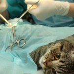 Cat sterilization