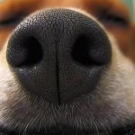Dry nose in a dog