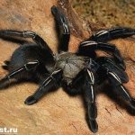Tarantula-spider-Lifestyle-and-habitat-of-spider-tarantula-9