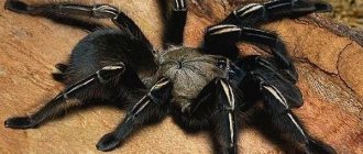 Tarantula-spider-Lifestyle-and-habitat-of-spider-tarantula-9