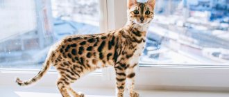 Estrus in cats: how long does it last and how to calm it down. Age of puberty, signs and frequency of estrus 