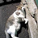 Толстый живот у кошки