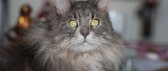 ТОП 10 пушистых пород кошек - список, характеристика и фото 2