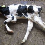 Sick calves may develop paralysis